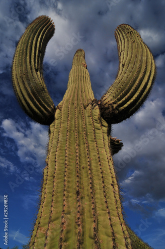 saguaro cactus