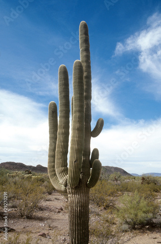 Saguaro Cactus, Multi Armed