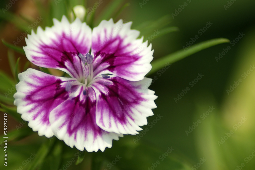 Sweet William Sweet William
