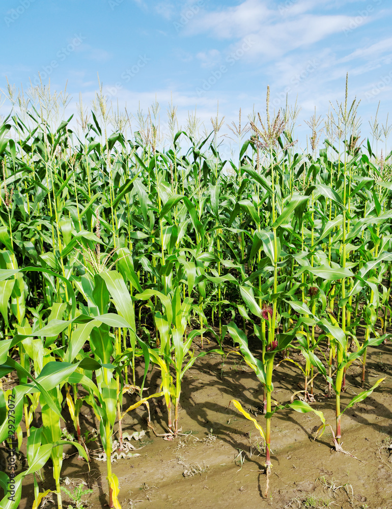 Fototapeta premium Corn field after rain.