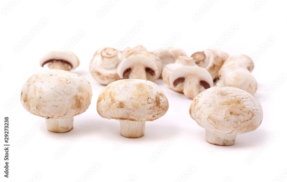Group of fungus.
