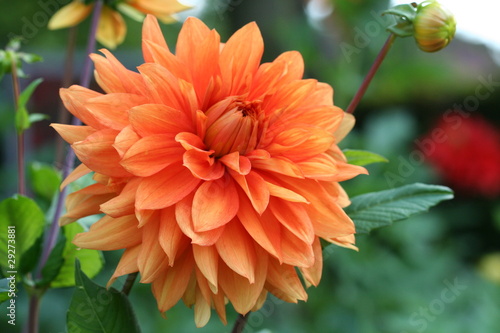Dahlia in orange color