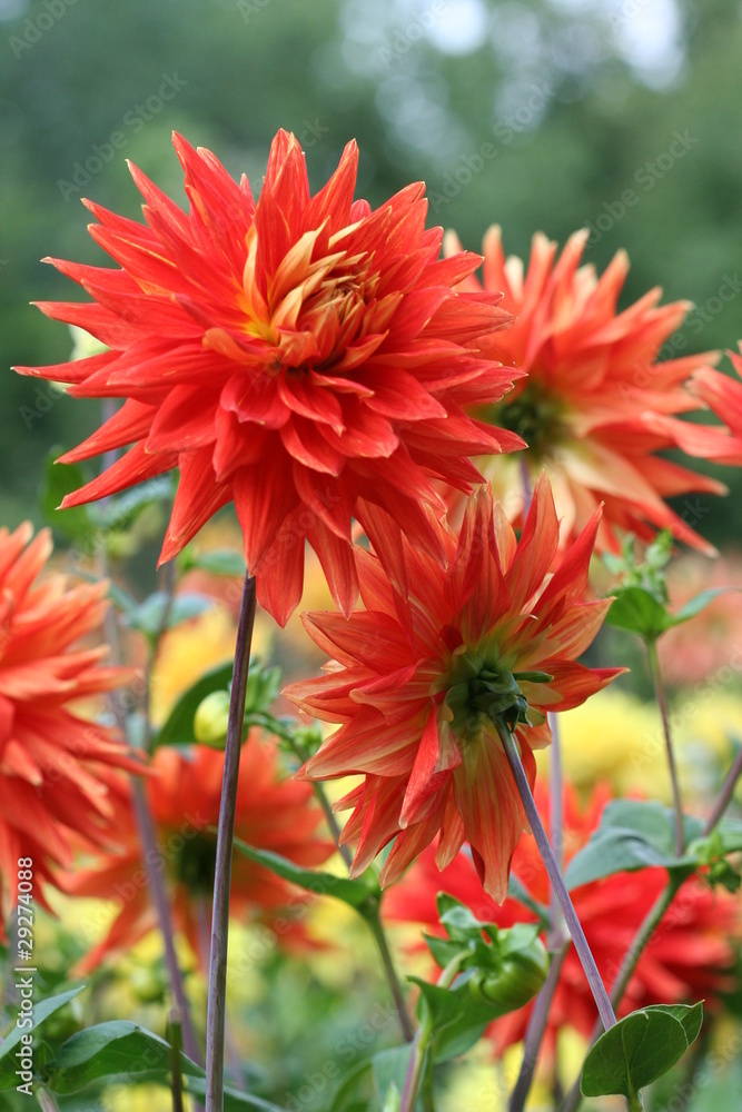 Dahlia in red color Dahlia in red color