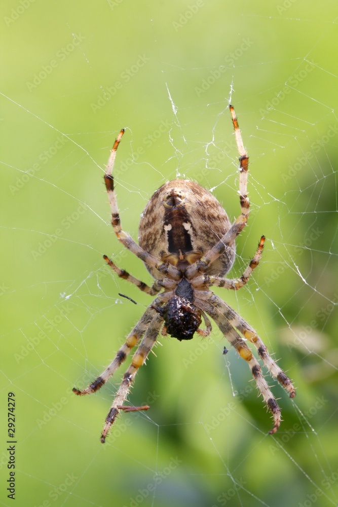 Spider in the net Spider in the net