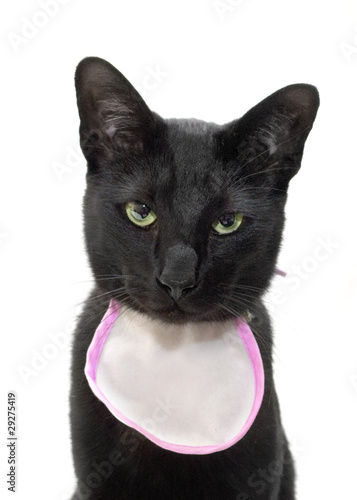 Black cat wearing bib with space for text.