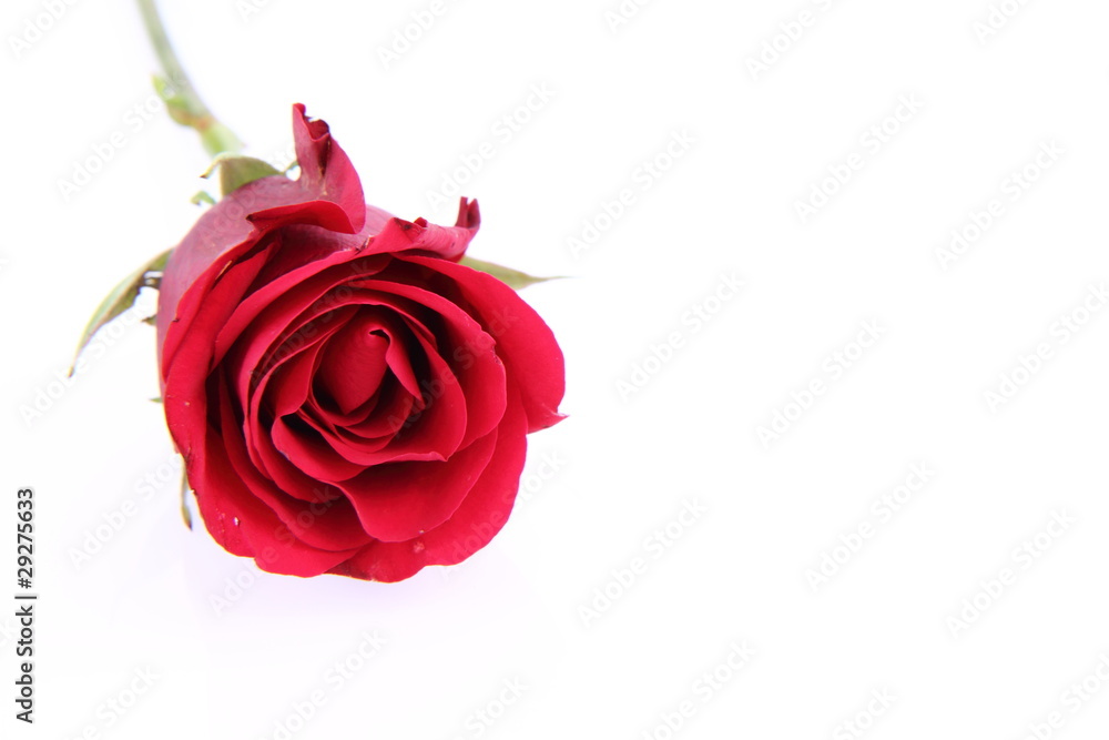 Red rose on white background Red rose on white background