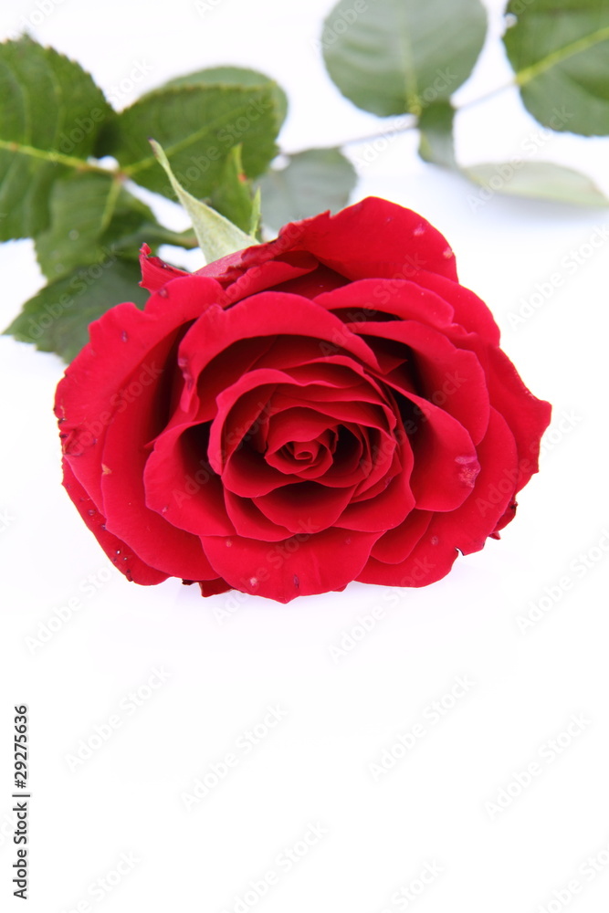 Red rose on white background with space text Red rose on white background with space text
