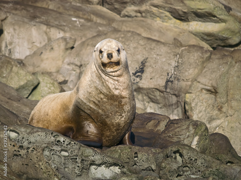 Obraz premium Juvenile Sea Lion