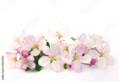 Apple blossoms - isolated