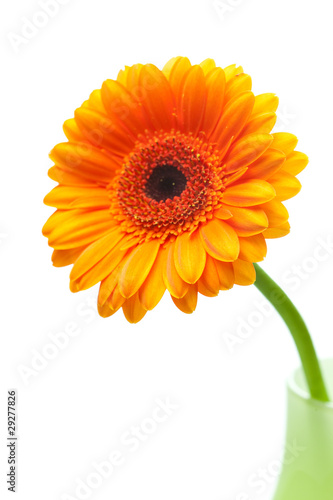 gerbera flower in vase isolated on white