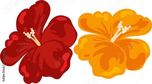 Hibiscus flowers