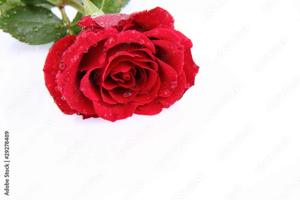 Red rose covered with drops of water on a white background Red rose covered with drops of water on a white background