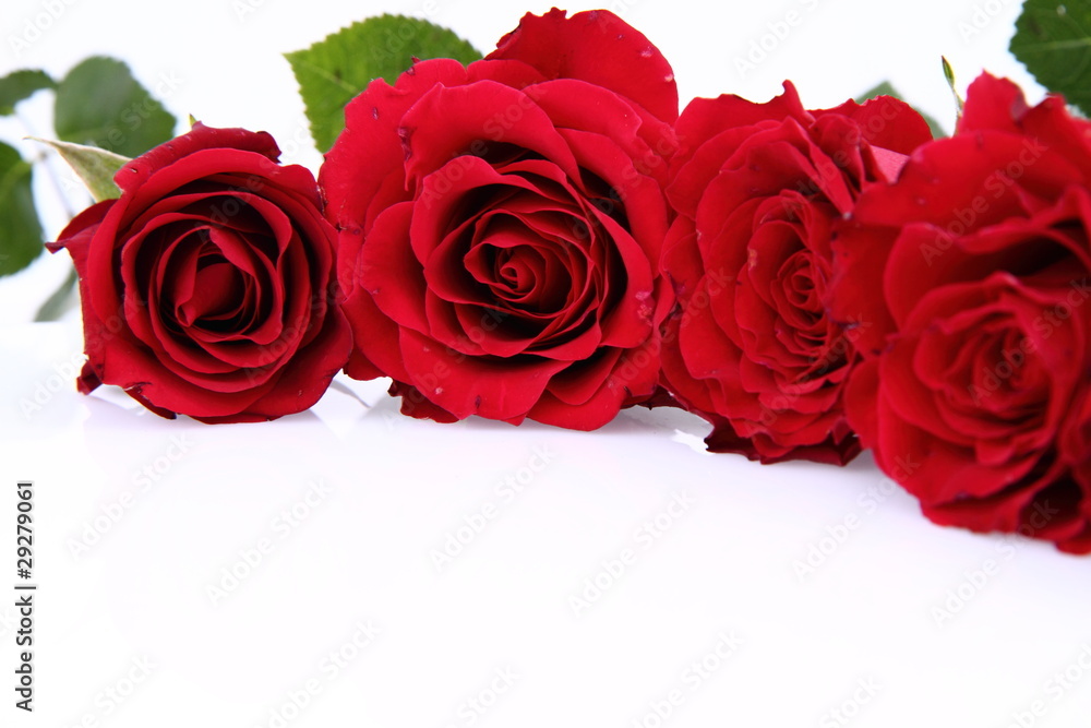 Red roses on white background with space for text Red roses on white background with space for text