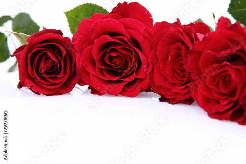 Red roses on white background with space for text