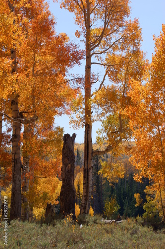 Quaking Aspen
