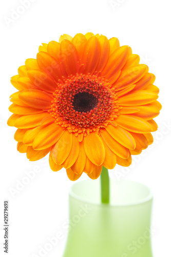 gerbera flower in vase isolated on white