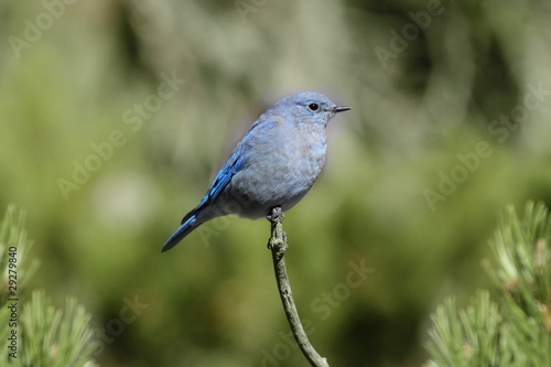 Mountain Bluebird © Steve Byland