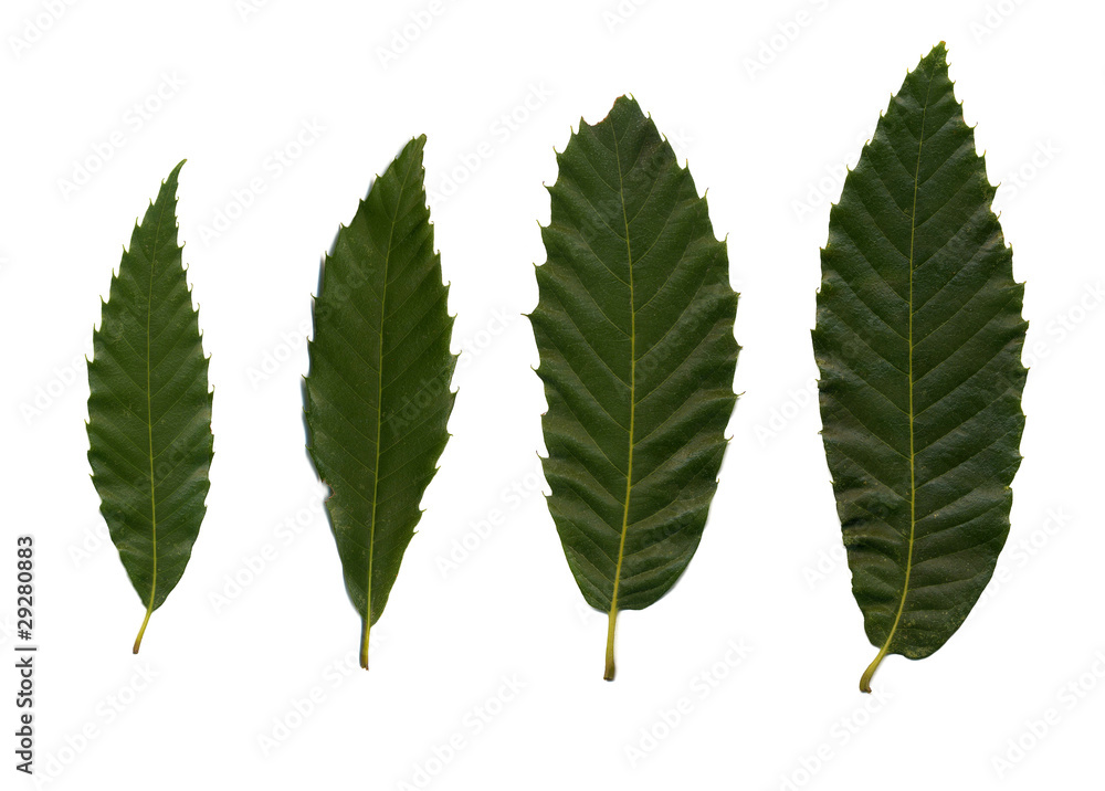 Fototapeta premium Four green leafves of chestnut
