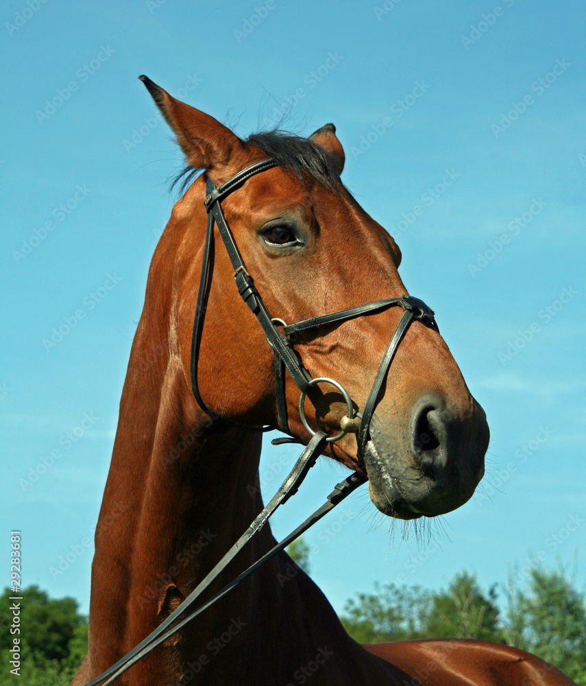 Fototapeta premium Brauner mit Halfter