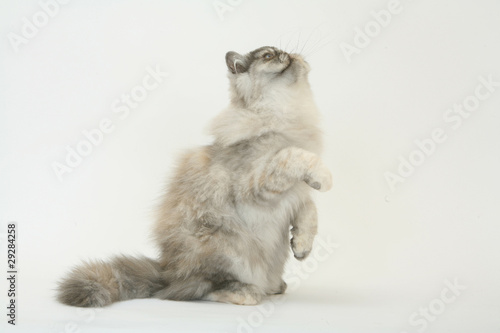 chat persan dressé sur les pattes arrières