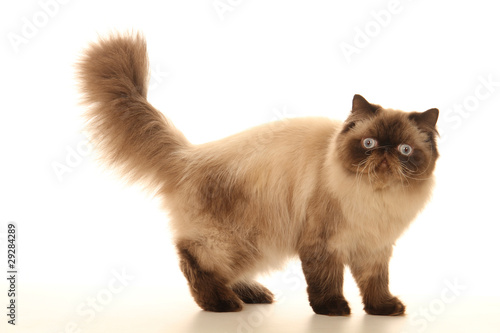 chat persan debout de profil la queue en l'air