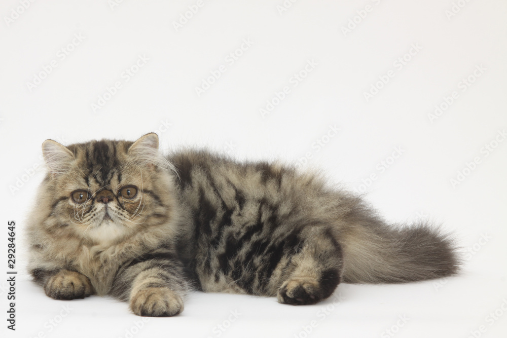 persian cat lying