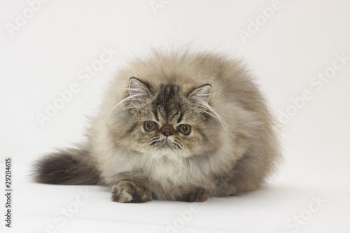 chat persan de face roulé en boule
