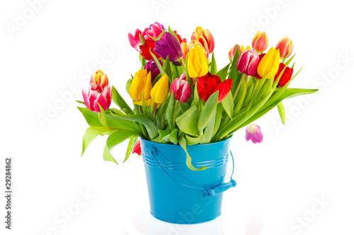 Colorful tulips in blue bucket