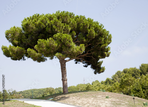 Pinaceae  Pinus canariensis  pine  tree