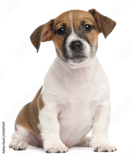 Jack Russell Terrier puppy, 2 months old, sitting © Eric Isselée
