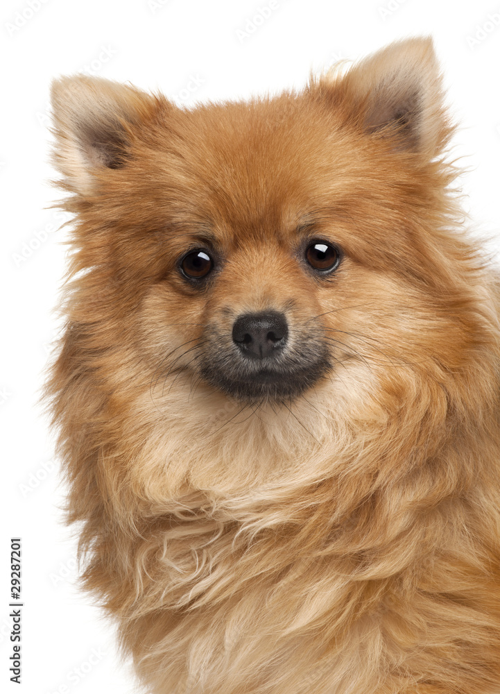 Spitz dog, 1 year old, in front of white background
