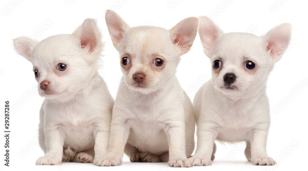 Obraz premium Three Chihuahua puppies, 2 months old, in front of white backgro