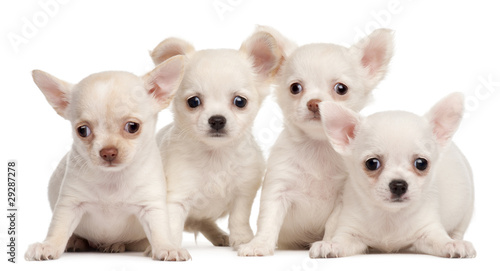 Fotografie, Obraz Four Chihuahua puppies, 2 months old, in front of white backgrou