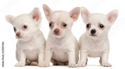 Obraz na plátně Three Chihuahua puppies, 2 months old, in front of white backgro