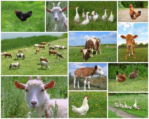 Farm animals and birds, collage