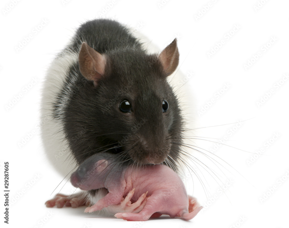 Mother rat carrying her baby in her mouth, 5 days old, in front Mother rat carrying her baby in her mouth, 5 days old, in front