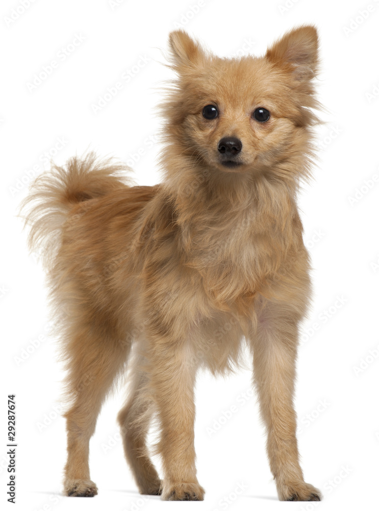 Obraz premium Loulou de Pomeranie, 7 months old, standing in front of white ba