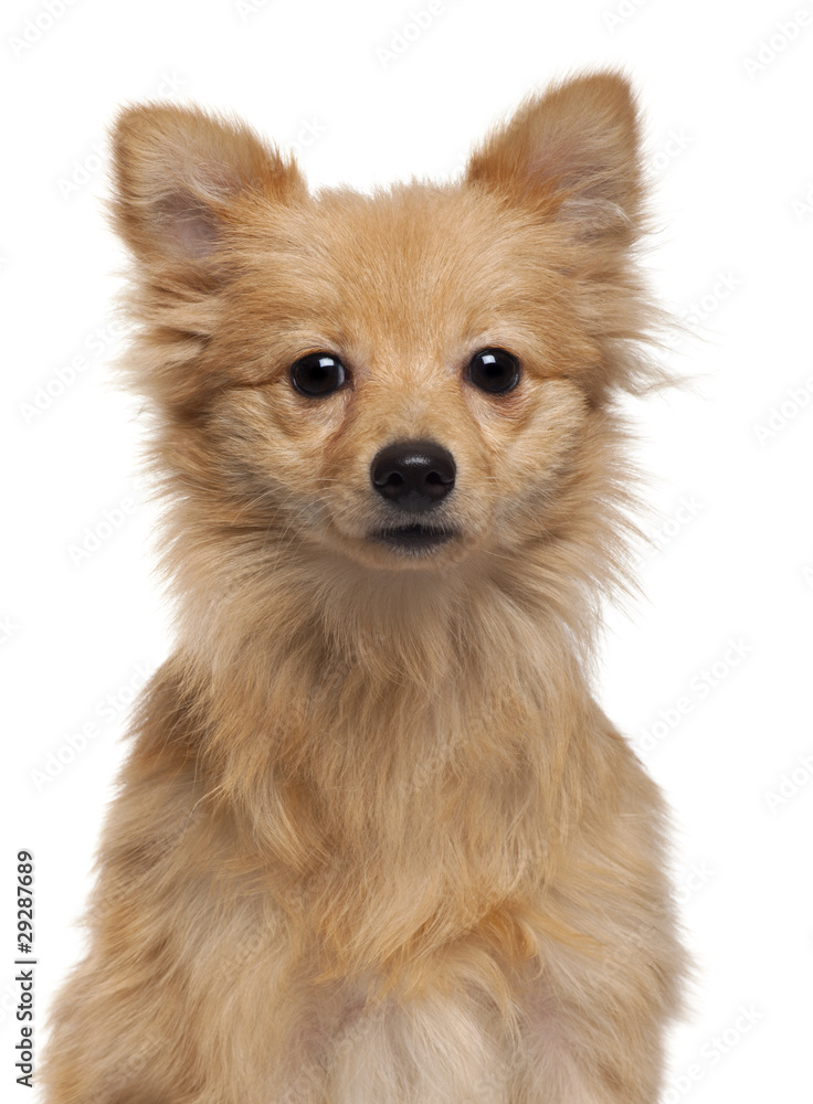 Obraz premium Loulou de Pomeranie, 7 months old, in front of white background