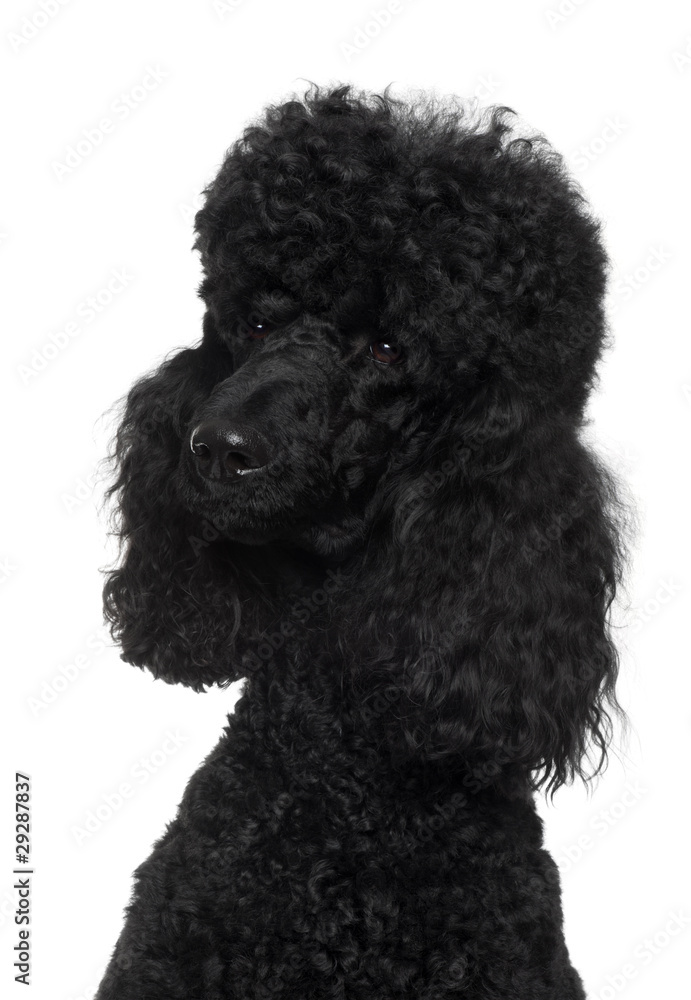 Royal Poodle, 18 months old, in front of white background