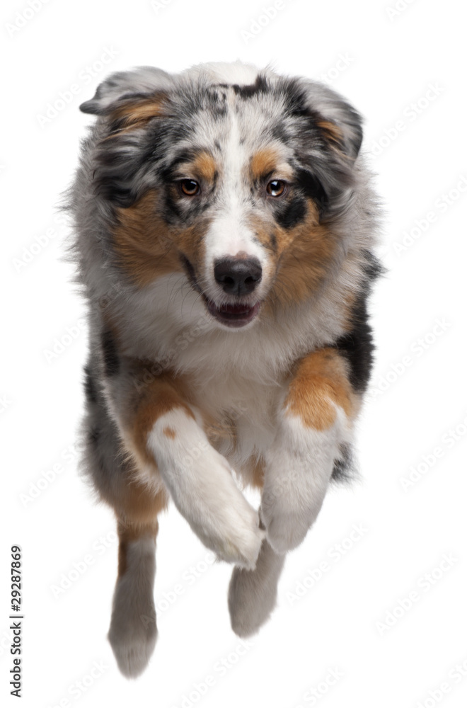 Australian Shepherd dog jumping, 7 months old, in front of white