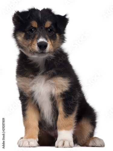 Mixed-breed puppy, 7 weeks old, sitting in front of white backgr