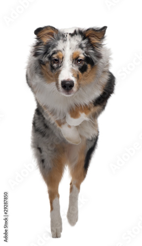 Australian Shepherd dog jumping  7 months old  in front of white
