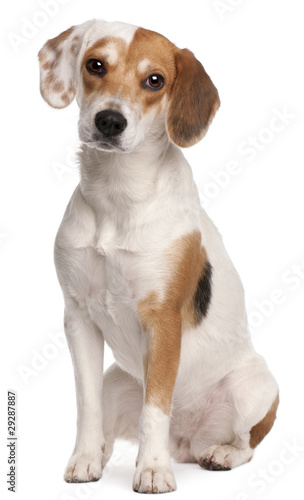 Beagle, 1 year old, sitting in front of white background © Eric Isselée