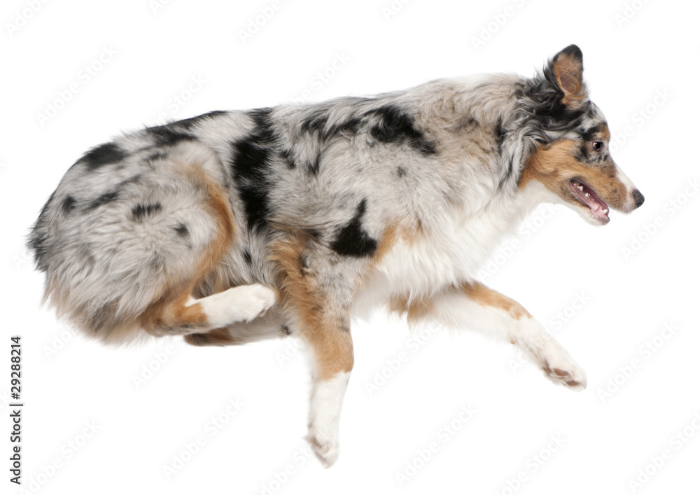 Australian Shepherd dog jumping, 7 months old Australian Shepherd dog jumping, 7 months old