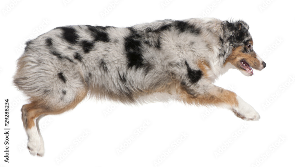 Australian Shepherd dog jumping, 7 months old, in front of white Australian Shepherd dog jumping, 7 months old, in front of white