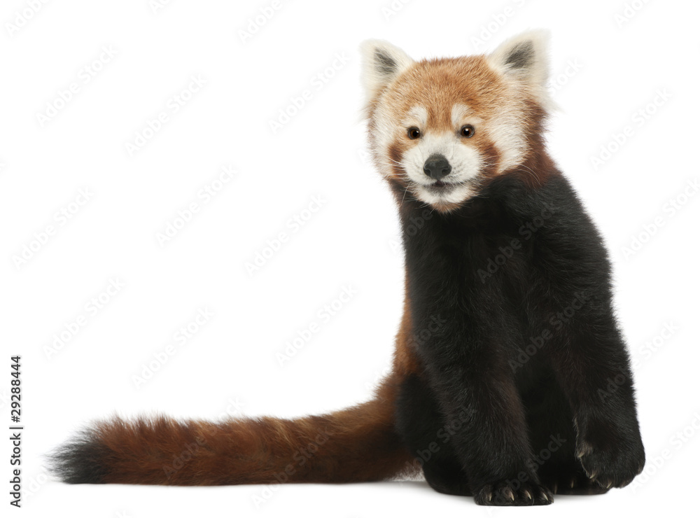 Fototapeta premium Old Red panda or Shining cat, Ailurus fulgens, 10 years old