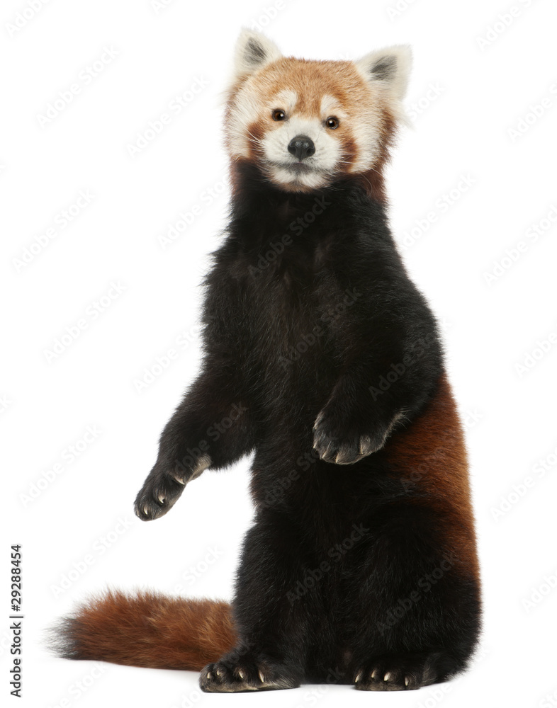 Obraz premium Old Red panda or Shining cat, Ailurus fulgens, 10 years old
