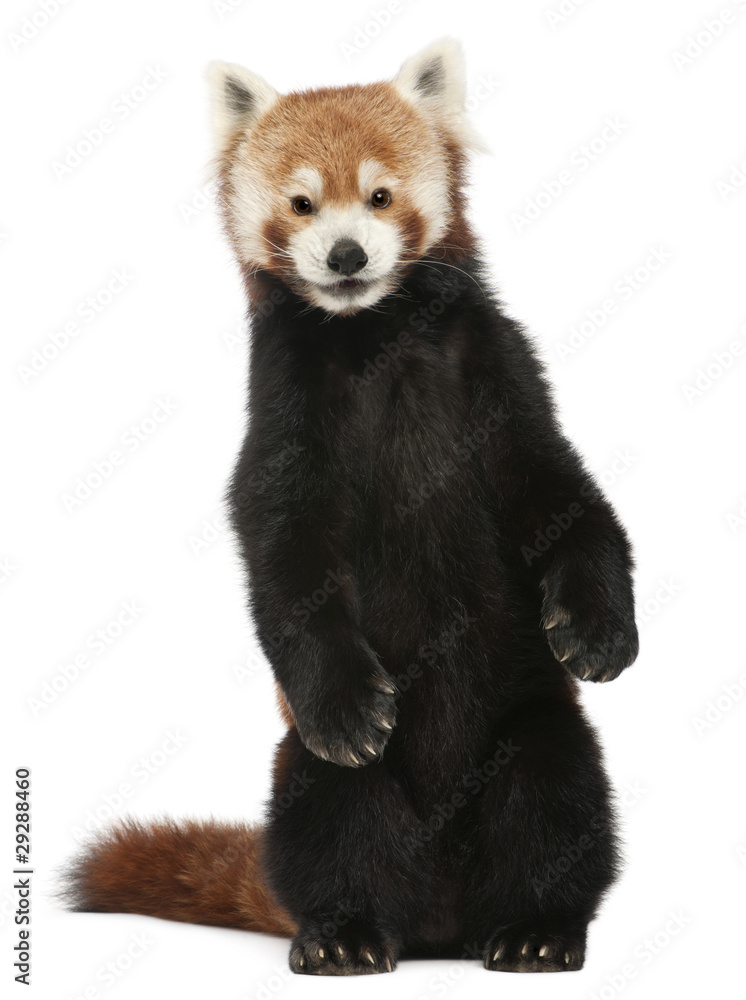 Obraz premium Old Red panda or Shining cat, Ailurus fulgens, 10 years old