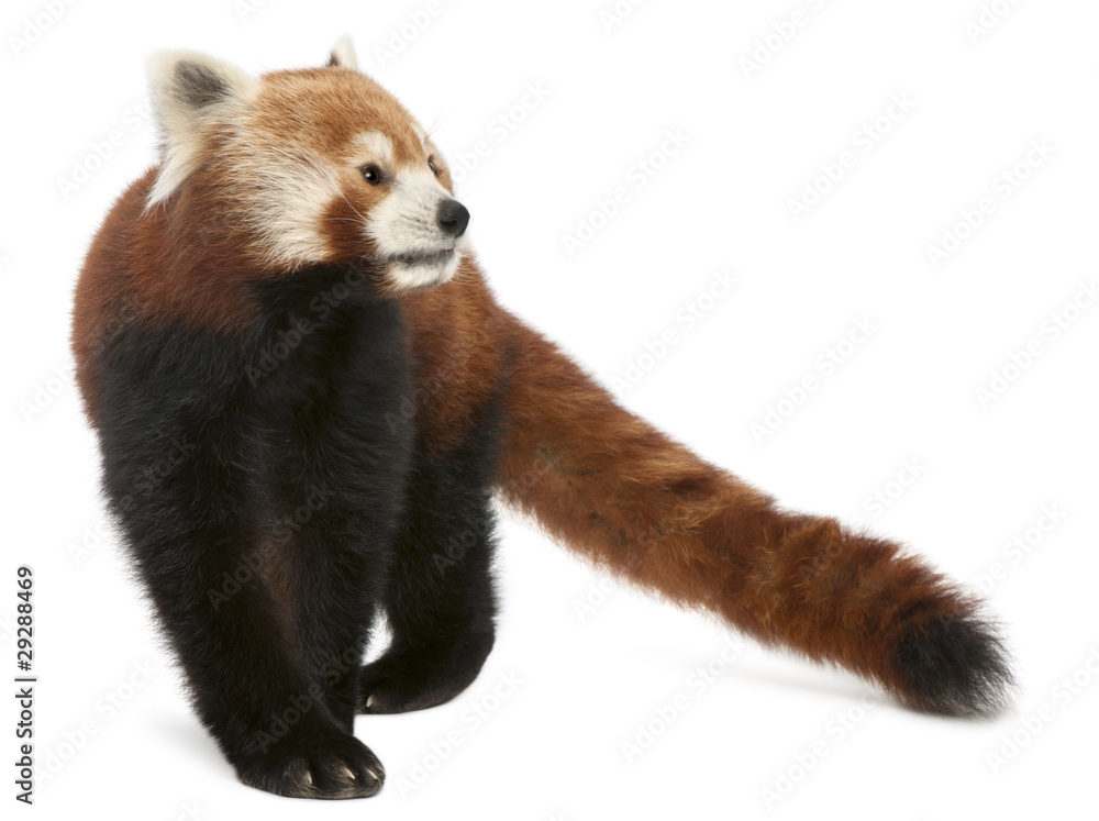 Fototapeta premium Old Red panda or Shining cat, Ailurus fulgens, 10 years old