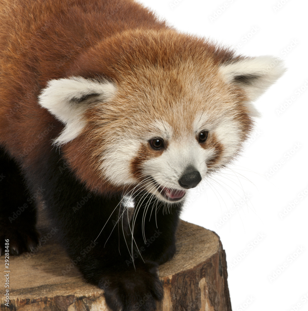 Close-up of Young Red panda or Shining cat, Ailurus fulgens Close-up of Young Red panda or Shining cat, Ailurus fulgens